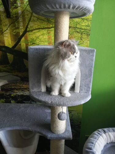 Happy feline guest of the Mazlík hotel 73