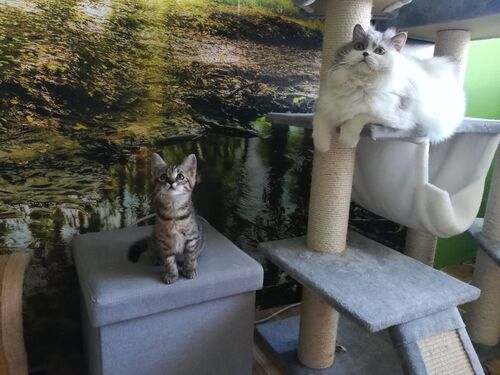 Happy feline guest of the Mazlík hotel 74