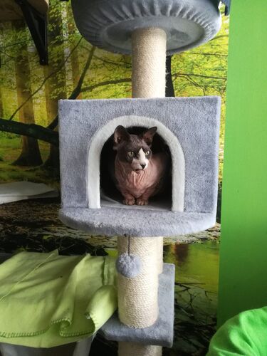 Happy feline guest of the Mazlík hotel 77