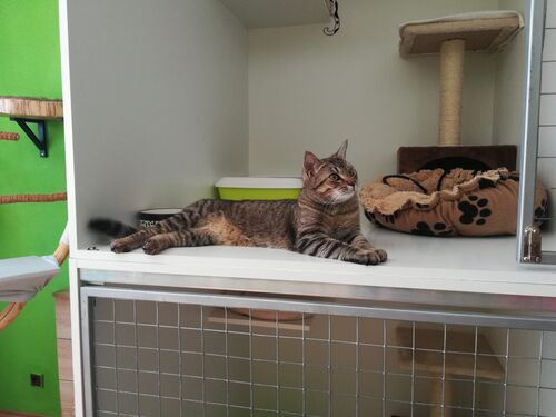 Happy feline guest of the Mazlík hotel 79