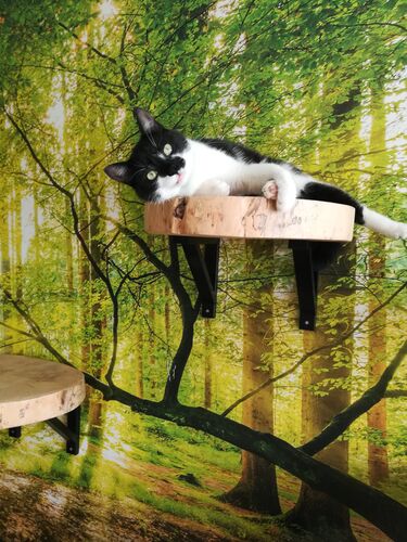 Happy feline guest of the Mazlík hotel 80