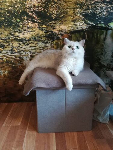 Happy feline guest of the Mazlík hotel 83