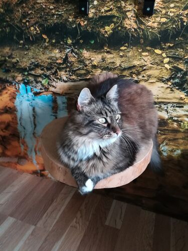 Happy feline guest of the Mazlík hotel 84