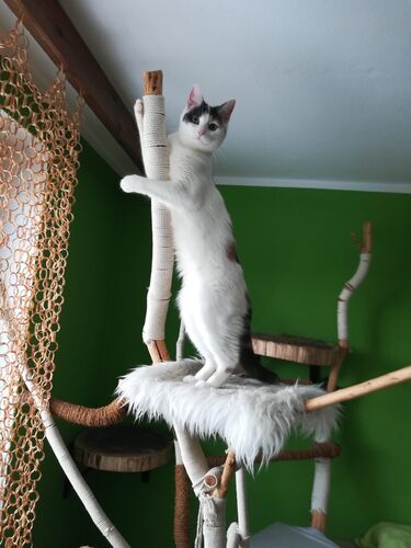 Happy feline guest of the Mazlík hotel 86