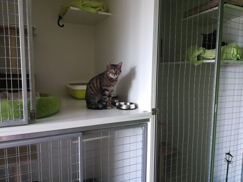 Happy feline guest of the Mazlík hotel 87