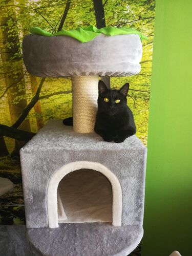 Happy feline guest of the Mazlík hotel 89