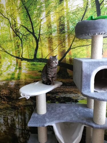 Happy feline guest of the Mazlík hotel 91