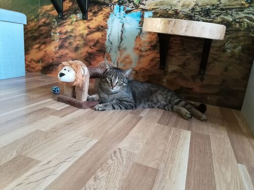 Happy feline guest of the Mazlík hotel 92
