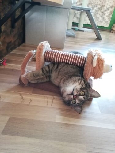 Happy feline guest of the Mazlík hotel 93