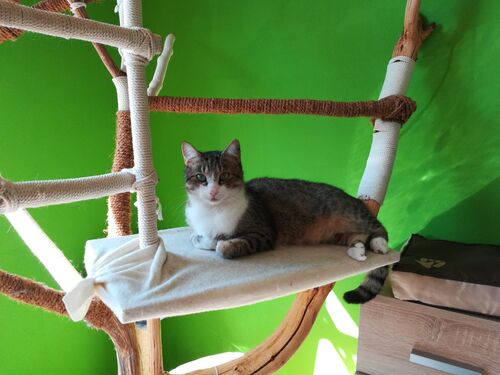 Happy feline guest of the Mazlík hotel 95