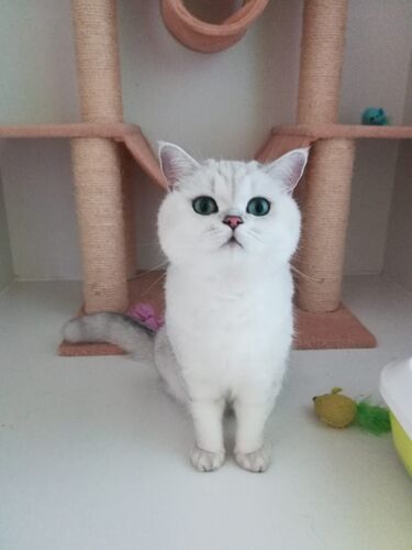 Happy feline guest of the Mazlík hotel 96