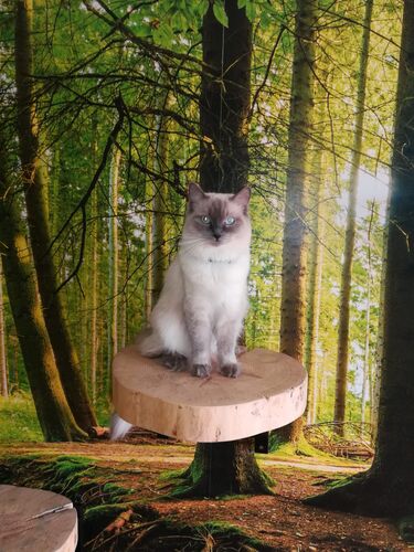Happy feline guest of the Mazlík hotel 97