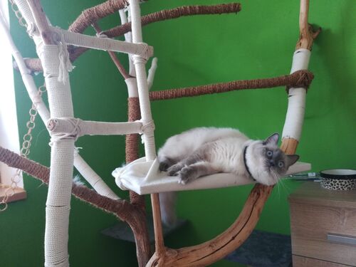 Happy feline guest of the Mazlík hotel 98