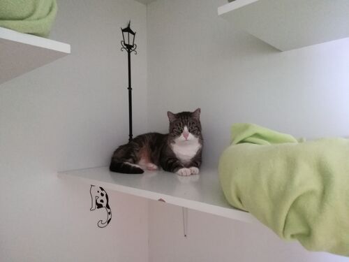 Happy feline guest of the Mazlík hotel 100