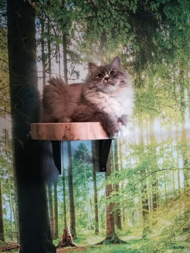 Happy feline guest of the Mazlík hotel 102