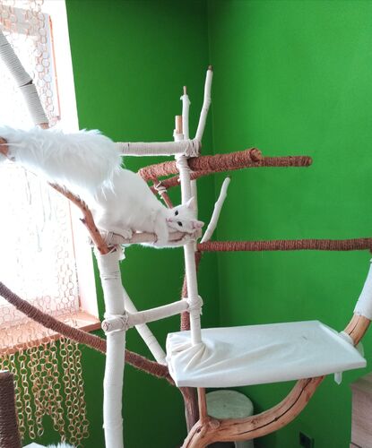 Happy feline guest of the Mazlík hotel 103