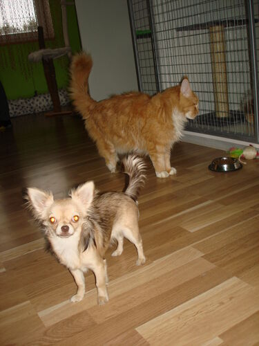 Happy feline guest of the Mazlík hotel 105