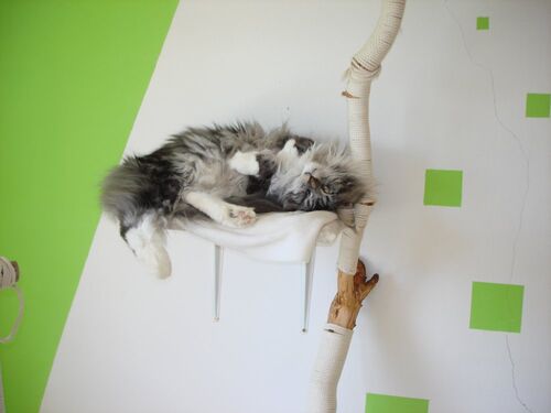 Happy feline guest of the Mazlík hotel 106