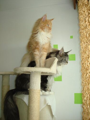 Happy feline guest of the Mazlík hotel 107