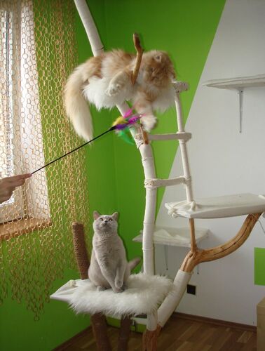 Happy feline guest of the Mazlík hotel 109