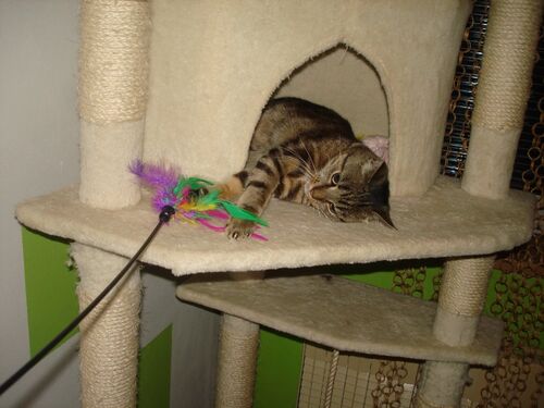 Happy feline guest of the Mazlík hotel 110