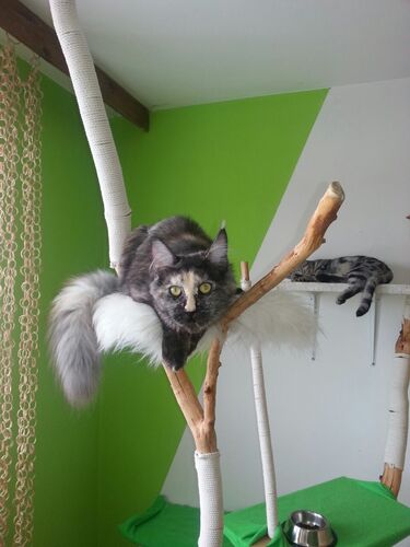 Happy feline guest of the Mazlík hotel 111