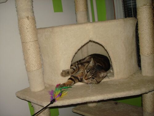 Happy feline guest of the Mazlík hotel 112