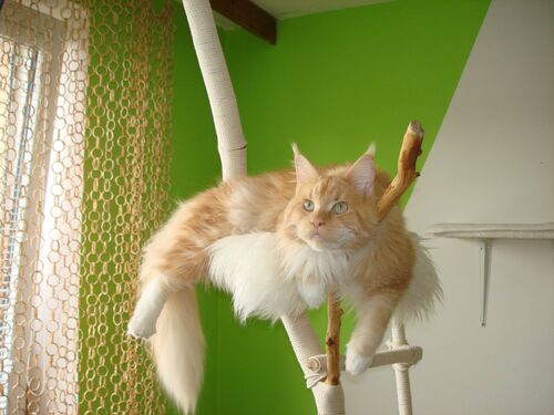Happy feline guest of the Mazlík hotel 113