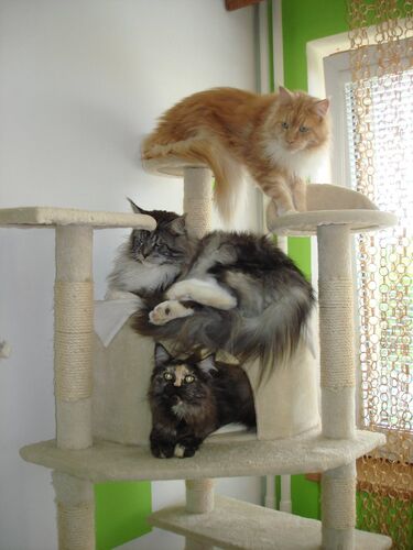 Happy feline guest of the Mazlík hotel 114