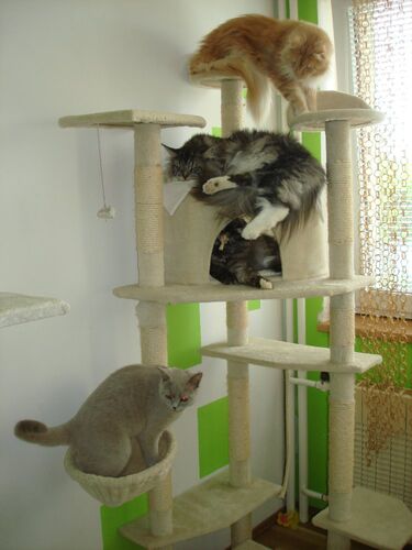 Happy feline guest of the Mazlík hotel 115
