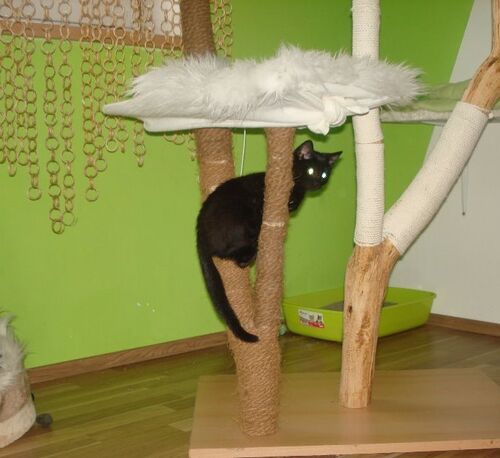 Happy feline guest of the Mazlík hotel 116