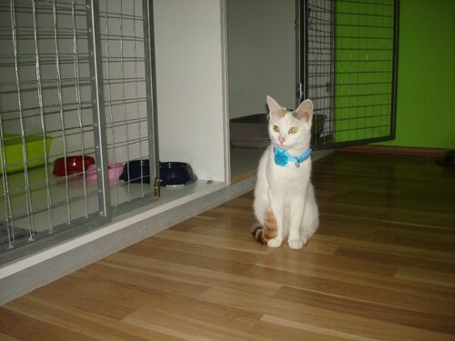 Happy feline guest of the Mazlík hotel 117
