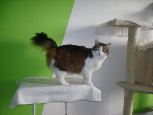 Happy feline guest of the Mazlík hotel 118