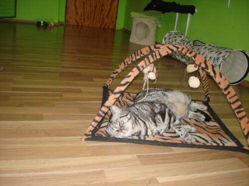 Happy feline guest of the Mazlík hotel 119
