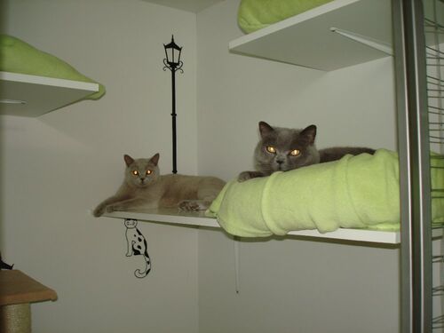 Happy feline guest of the Mazlík hotel 120