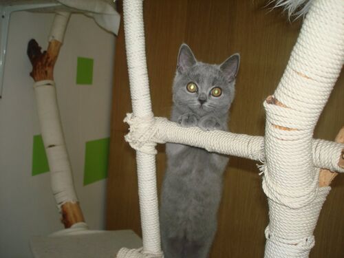 Happy feline guest of the Mazlík hotel 121