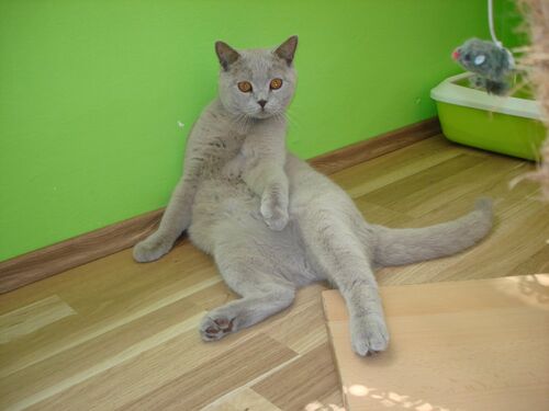 Happy feline guest of the Mazlík hotel 122