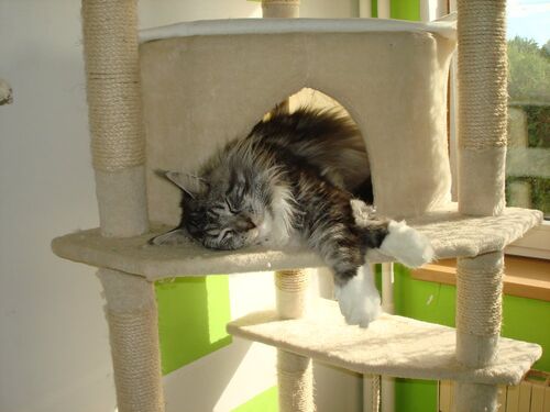 Happy feline guest of the Mazlík hotel 123