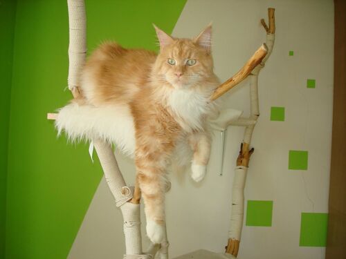 Happy feline guest of the Mazlík hotel 124