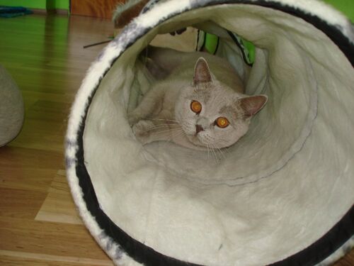 Happy feline guest of the Mazlík hotel 125