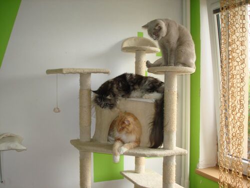 Happy feline guest of the Mazlík hotel 126