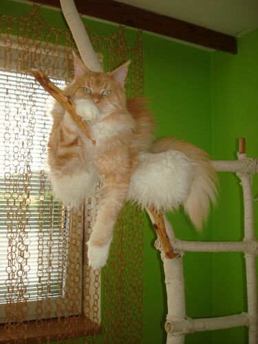 Happy feline guest of the Mazlík hotel 127