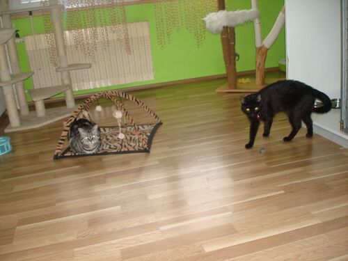 Happy feline guest of the Mazlík hotel 128