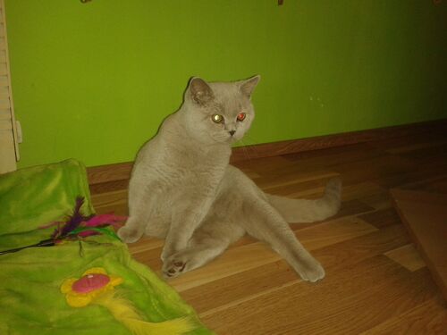 Happy feline guest of the Mazlík hotel 130