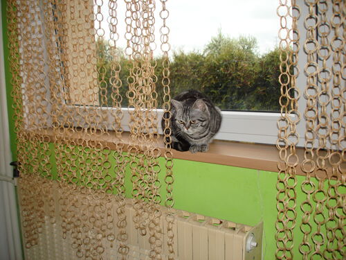 Happy feline guest of the Mazlík hotel 131