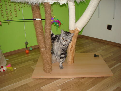 Happy feline guest of the Mazlík hotel 132
