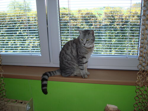 Happy feline guest of the Mazlík hotel 133