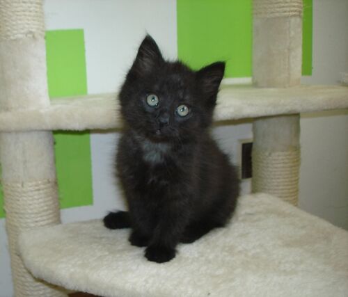 Happy feline guest of the Mazlík hotel 136