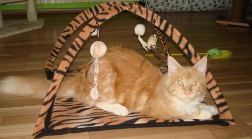 Happy feline guest of the Mazlík hotel 137
