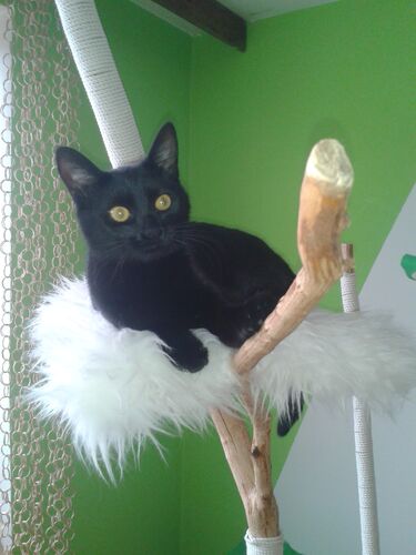 Happy feline guest of the Mazlík hotel 138